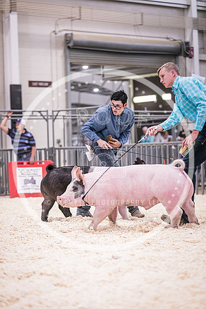 Swine Showmanship-6054