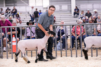 Market Lambs-4783