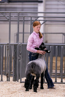 Sheep Showmanship-3608