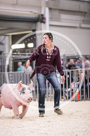 Swine Showmanship-6035