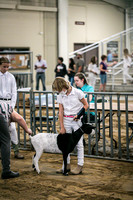 Dairy Goats-1097