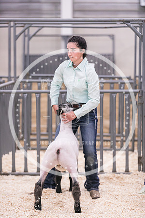 Market Lambs-4811