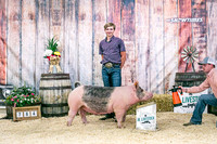 Swine Backdrop-8088