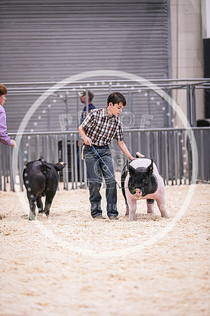 Swine Market-7225