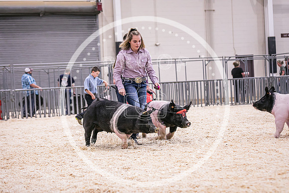 Swine Market-7239