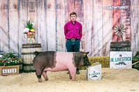 Swine Backdrop-8099