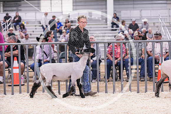 Market Lambs-4781