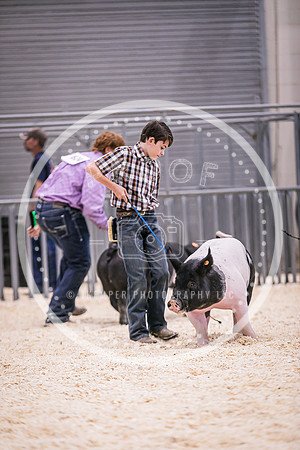 Swine Market-7226
