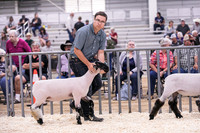 Market Lambs-4782