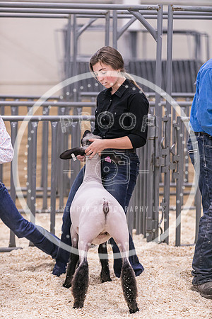 Market Lambs-4809