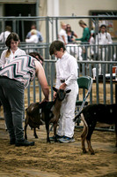 Dairy Goats-1104