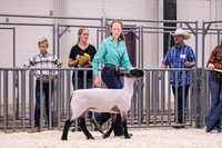 Sheep Showmanship-3612
