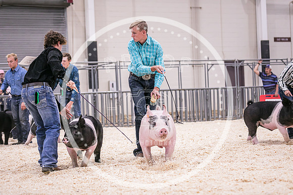 Swine Showmanship-6056