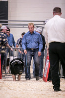 Swine Showmanship-6025