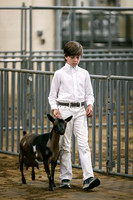 Dairy Goats-1095
