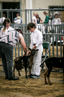 Dairy Goats-1103