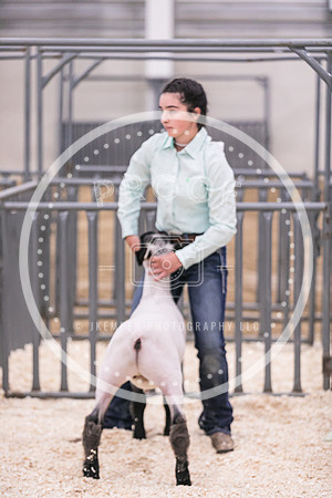 Market Lambs-4810