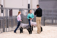 Sheep Showmanship-3609