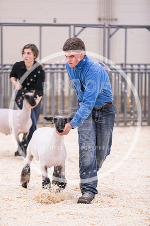 Market Lambs-4829