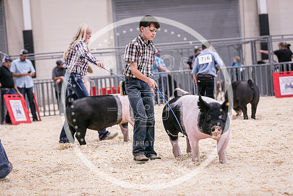 Swine Market-7233