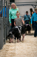 Swine
