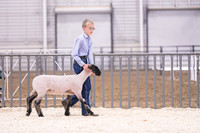 Market Lambs-4788