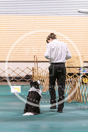 Dog Obedience 2021-5445