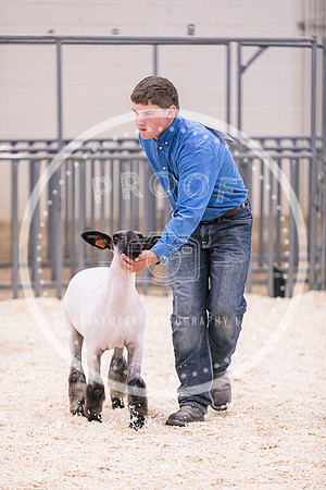 Market Lambs-4828