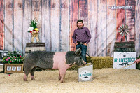 Swine Backdrop-8121