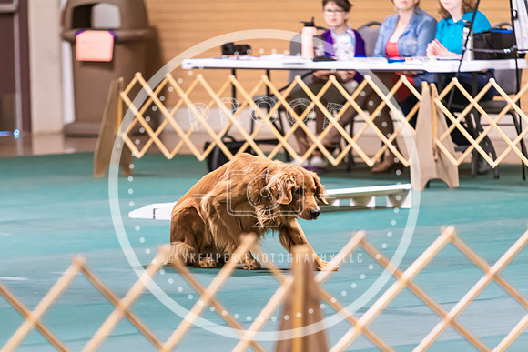 Dog Obedience 2021-5417
