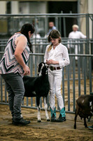 Dairy Goats-1112