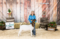 Goats- Backdrop-3375