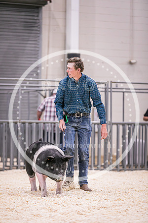 Swine Showmanship-6019