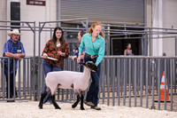 Sheep Showmanship-3613