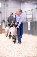 Market Lambs-4793