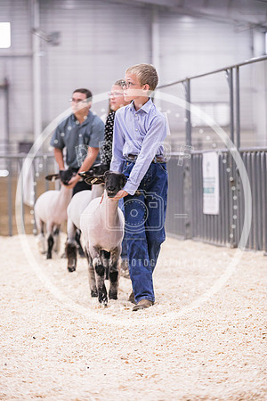 Market Lambs-4793