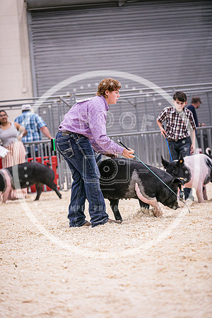 Swine Market-7224