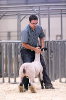 Market Lambs-4785