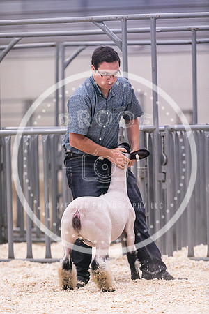 Market Lambs-4785